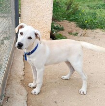 FRIDA, Hund, Mischlingshund in Italien - Bild 10