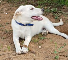 FRIDA, Hund, Mischlingshund in Italien - Bild 12