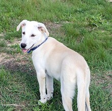 FRIDA, Hund, Mischlingshund in Italien - Bild 15