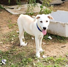 FRIDA, Hund, Mischlingshund in Italien - Bild 16