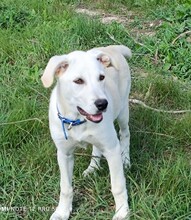 FRIDA, Hund, Mischlingshund in Italien - Bild 3