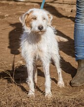 BLANCHE, Hund, Mischlingshund in Ungarn - Bild 1