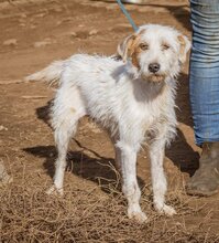 BLANCHE, Hund, Mischlingshund in Ungarn - Bild 2