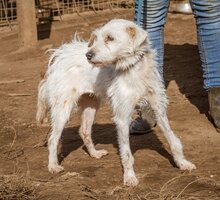 BLANCHE, Hund, Mischlingshund in Ungarn - Bild 3