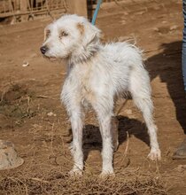 BLANCHE, Hund, Mischlingshund in Ungarn - Bild 4