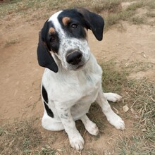 MARGOT, Hund, Mischlingshund in Griechenland - Bild 1