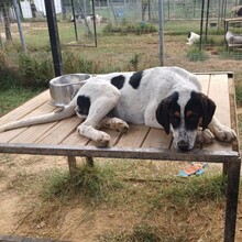 MARGOT, Hund, Mischlingshund in Griechenland - Bild 3