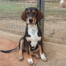 MARA, Hund, Deutscher Schäferhund in Ingelfingen - Bild 3