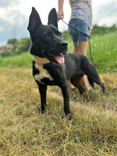 LAGHERTA, Hund, American Staffordshire Terrier-Mix in Slowakische Republik - Bild 2