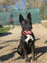 LAGHERTA, Hund, American Staffordshire Terrier-Mix in Slowakische Republik - Bild 3