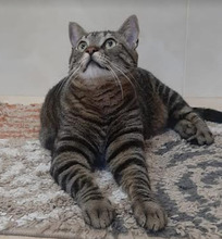 BOB, Katze, Europäisch Kurzhaar in Bulgarien - Bild 15