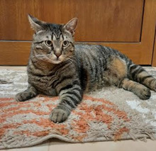 BOB, Katze, Europäisch Kurzhaar in Bulgarien - Bild 16