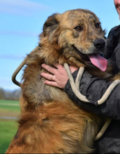 ONTARION12, Hund, Mischlingshund in Slowakische Republik - Bild 10