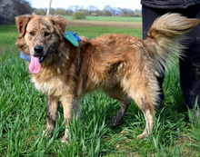 ONTARION12, Hund, Mischlingshund in Slowakische Republik - Bild 9