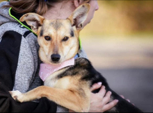 ALEXA, Hund, Mischlingshund in Slowakische Republik - Bild 1