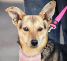 ALEXA, Hund, Mischlingshund in Slowakische Republik - Bild 2