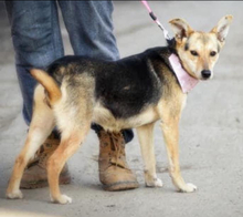 ALEXA, Hund, Mischlingshund in Slowakische Republik - Bild 4