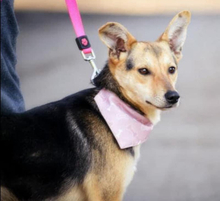 ALEXA, Hund, Mischlingshund in Slowakische Republik - Bild 5