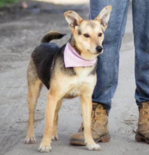 ALEXA, Hund, Mischlingshund in Slowakische Republik - Bild 7