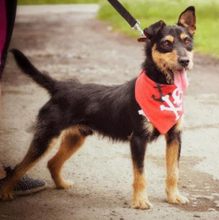 AIVEN, Hund, Mischlingshund in Slowakische Republik - Bild 2