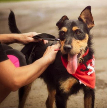 AIVEN, Hund, Mischlingshund in Slowakische Republik - Bild 3