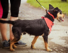 AIVEN, Hund, Mischlingshund in Slowakische Republik - Bild 5