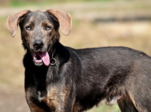 DINGO, Hund, Mischlingshund in Slowakische Republik - Bild 1