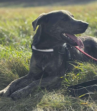 DINGO, Hund, Mischlingshund in Slowakische Republik - Bild 10