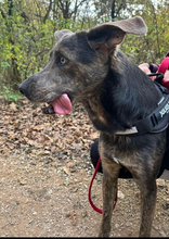 DINGO, Hund, Mischlingshund in Slowakische Republik - Bild 13