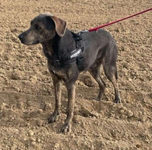 DINGO, Hund, Mischlingshund in Slowakische Republik - Bild 14