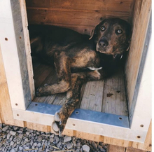 DINGO, Hund, Mischlingshund in Slowakische Republik - Bild 15