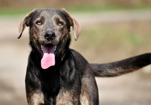 DINGO, Hund, Mischlingshund in Slowakische Republik - Bild 5