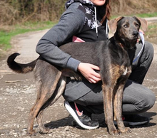 DINGO, Hund, Mischlingshund in Slowakische Republik - Bild 6