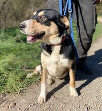 DAPHNE, Hund, Mischlingshund in Slowakische Republik - Bild 10