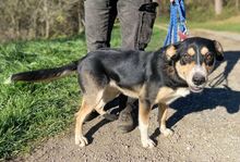 DAPHNE, Hund, Mischlingshund in Slowakische Republik - Bild 2