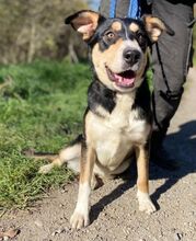 DAPHNE, Hund, Mischlingshund in Slowakische Republik - Bild 3