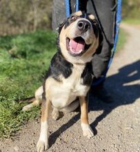 DAPHNE, Hund, Mischlingshund in Slowakische Republik - Bild 5