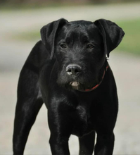 NUNAK, Hund, Mischlingshund in Slowakische Republik - Bild 1