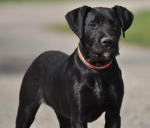 NUNAK, Hund, Mischlingshund in Slowakische Republik - Bild 3