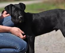 NUNAK, Hund, Mischlingshund in Slowakische Republik - Bild 4