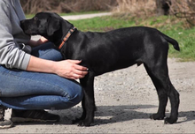 NUNAK, Hund, Mischlingshund in Slowakische Republik - Bild 5