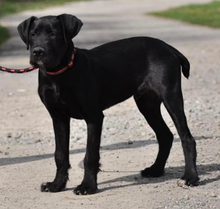 NUNAK, Hund, Mischlingshund in Slowakische Republik - Bild 6