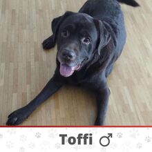 TOFFI, Hund, Labrador Retriever in Hannover - Bild 1