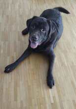TOFFI, Hund, Labrador Retriever in Hannover - Bild 2