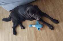 TOFFI, Hund, Labrador Retriever in Hannover - Bild 3