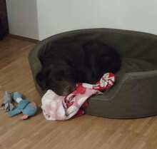 TOFFI, Hund, Labrador Retriever in Hannover - Bild 4