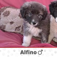 ALFINO, Hund, Mischlingshund in Waldkappel - Bild 1