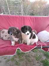 ALFINO, Hund, Mischlingshund in Waldkappel - Bild 10