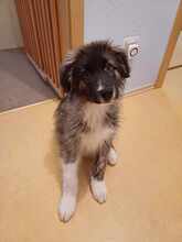 ALFINO, Hund, Mischlingshund in Waldkappel - Bild 3