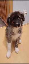 ALFINO, Hund, Mischlingshund in Waldkappel - Bild 4
